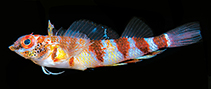 Image of Enneapterygius niue (Redbar triplefin)