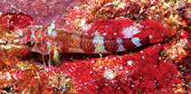 Image of Enneapterygius niue (Redbar triplefin)