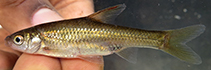 Image of Enteromius paludinosus (Straightfin barb)