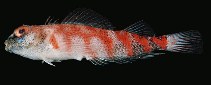 Image of Enneapterygius pyramis (Pyramid triplefin)