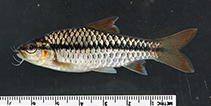 Image of Enteromius rubrostigma 