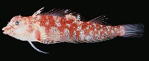 Image of Enneapterygius triserialis (White-spotted triplefin)