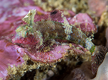 Image of Enneapterygius tutuilae (High-hat Triplefin)