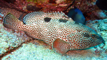 Image of Epinephelus adscensionis (Rock hind)