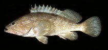 Image of Epinephelus akaara (Hong Kong grouper)