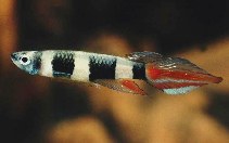 Image of Epiplatys annulatus (Banded panchax)