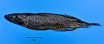 Image of Epiplatys atratus 