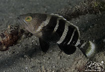 Image of Epinephelus awoara (Yellow grouper)