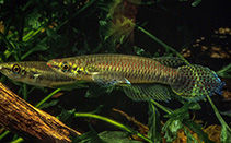 Image of Epiplatys barmoiensis 