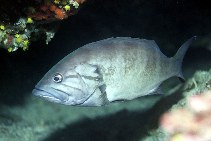 Image of Epinephelus caninus (Dogtooth grouper)