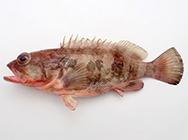 Image of Epinephelus craigi (Brokenbar Grouper)