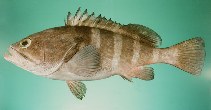 Image of Epinephelus diacanthus (Spinycheek grouper)