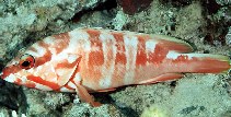 Image of Epinephelus fasciatus (Blacktip grouper)