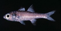 Image of Epigonus glossodontus 