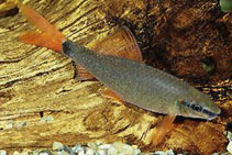 Image of Epalzeorhynchos frenatum (Rainbow sharkminnow)