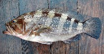 Image of Epinephelus goreensis (Dungat grouper)