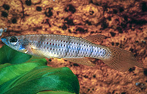 Image of Epiplatys grahami 