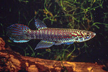 Image of Epiplatys njalaensis 