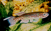 Image of Epiplatys ruhkopfi 