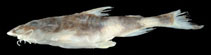 Image of Erethistoides montana 