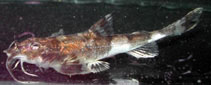 Image of Erethistoides sicula 