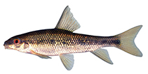 Image of Erimyzon tenuis (Sharpfin chubsucker)