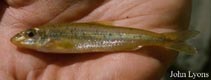 Image of Erimystax x-punctatus (Gravel chub)