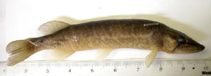 Image of Esox americanus (Redfin pickerel)