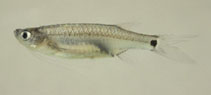 Image of Esomus caudiocellatus 