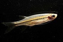 Image of Esomus longimanus (Mekong flying barb)