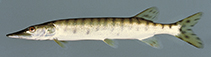 Image of Esox masquinongy (Muskellunge)