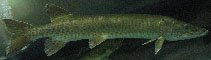 Image of Esox masquinongy (Muskellunge)