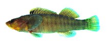 Image of Etheostoma acuticeps (Sharphead darter)