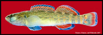 Image of Etheostoma artesiae (Redspot darter)