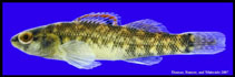 Image of Etheostoma asprigene (Mud darter)