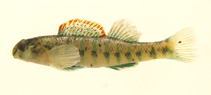 Image of Etheostoma baileyi (Emerald darter)