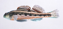 Image of Etheostoma barrenense (Splendid darter)