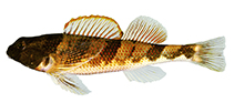 Image of Etheostoma blennius (Blenny darter)