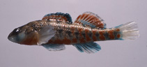 Image of Etheostoma burri (Brook Darter)