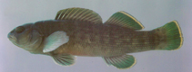 Image of Etheostoma chlorobranchium (Greenfin darter)