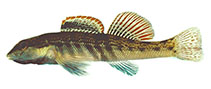 Image of Etheostoma cinereum (Ashy darter)