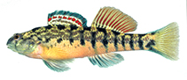 Image of Etheostoma coosae (Coosa darter)