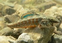 Image of Etheostoma exile (Iowa darter)