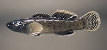 Image of Etheostoma forbesi (Barrens darter)