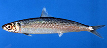 Image of Etrumeus golanii 