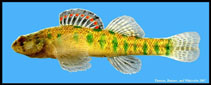 Image of Etheostoma gracile (Slough darter)