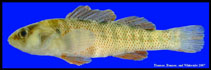 Image of Etheostoma grahami (Rio Grande darter)