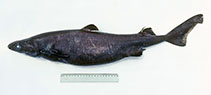 Image of Etmopterus granulosus (Southern lanternshark)