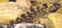 Image of Etheostoma histrio (Harlequin darter)