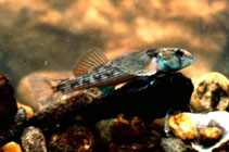 Image of Etheostoma inscriptum (Turquoise darter)